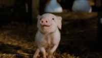 Charlotte's Web
